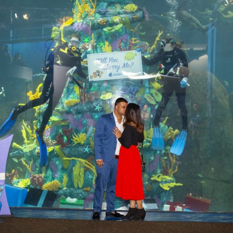 Prem's Philly Aquarium Engagement Proposal