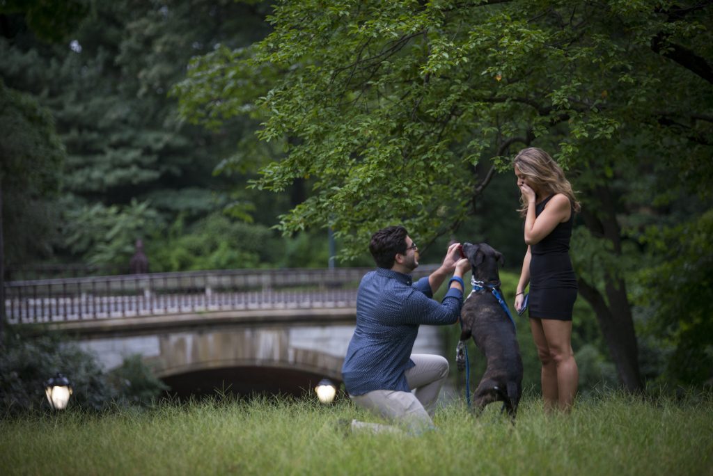 Photo Scenic Central Park Engagement Proposal Ideas