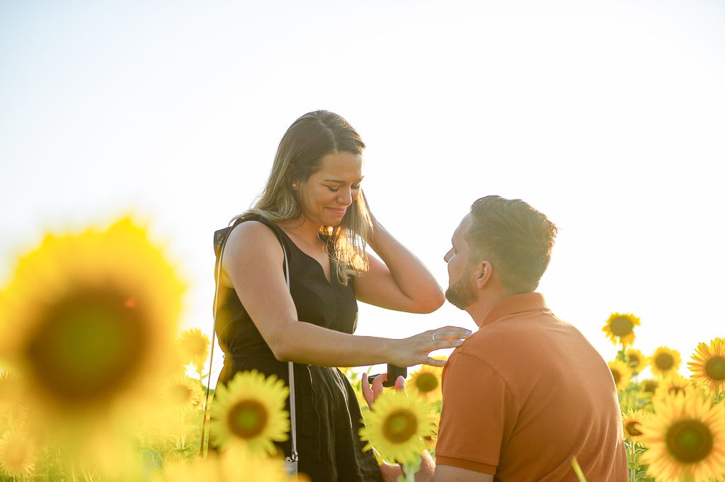 Photo Sunflower Field Proposal Photos | Chase and Bianca
