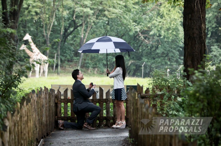Photo Raymond and Dianes Bronx Zoo paparazzi proposals, New York.