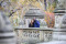 Paparazzi Proposal Photography