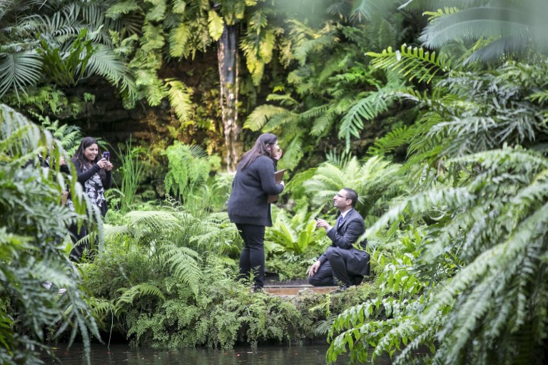 Photo Chicago Proposal Ideas | Garfield Park Conservatory Photo Chicago Proposal Ideas | Garfield Park Conservatory