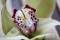 The Engagement Ring