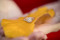 The Ring
