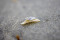 The Engagement Ring