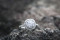 The Ring