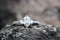 The Ring