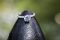 The Ring 