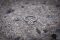 The Ring 
