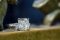 The Ring 