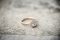 The Ring 