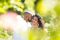 The Proposal 