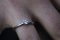 The Ring 
