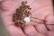 The Ring