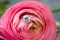 The Ring 