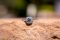 The Proposal 
