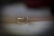 The Ring