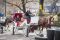 Horse-and-Carriage