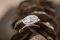 The Ring