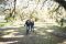 The Proposal