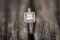 The Ring
