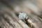 The Ring
